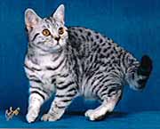 British Spotted Shorthair