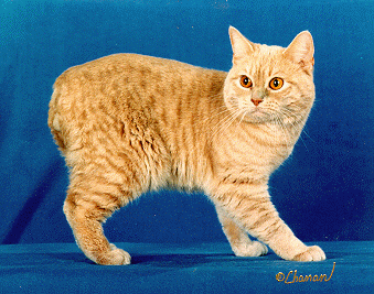 red tabby Manx male