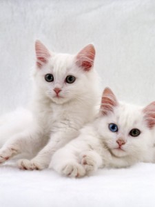 angora-kittens